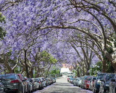 Where to see jacaranda trees in bloom around Australia
