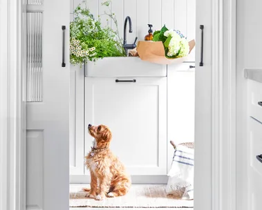A white kitchen with wood floors, pendant light, art, and a dog sitting near pots and a sink.