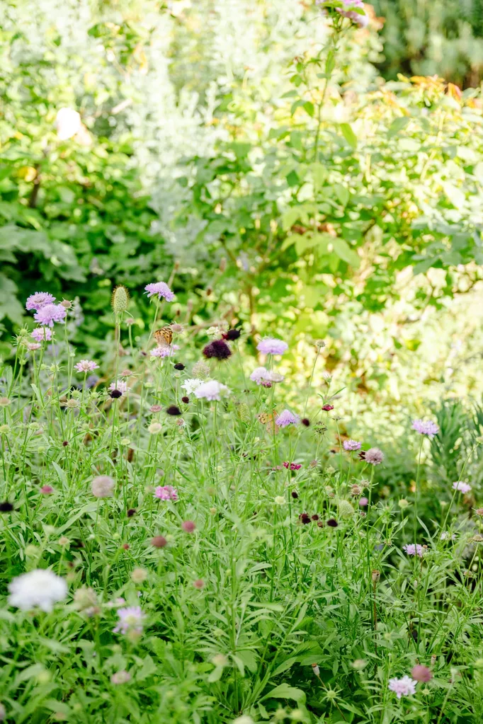 A cottage garden with pink and purple flowers amongst abundant greenery, creating a meadow-like effect. Butterflies land on flowers.