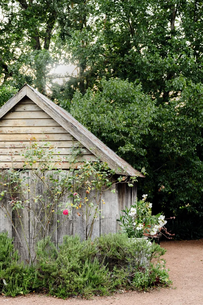 A timber shed is surrounded by hedges, a rose plant and mature trees.