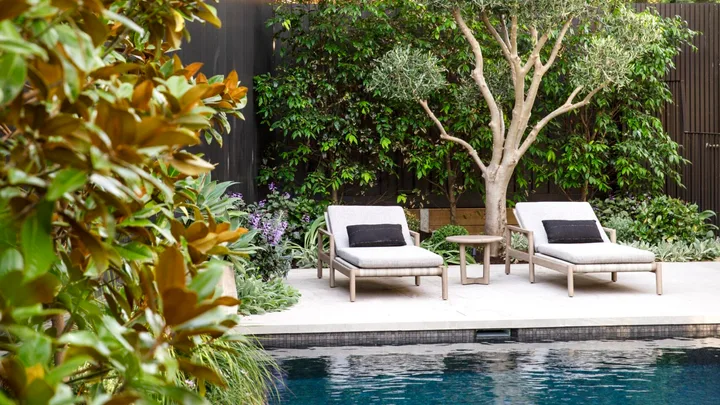 Magnolia trees surrounding a pool with white loungers.